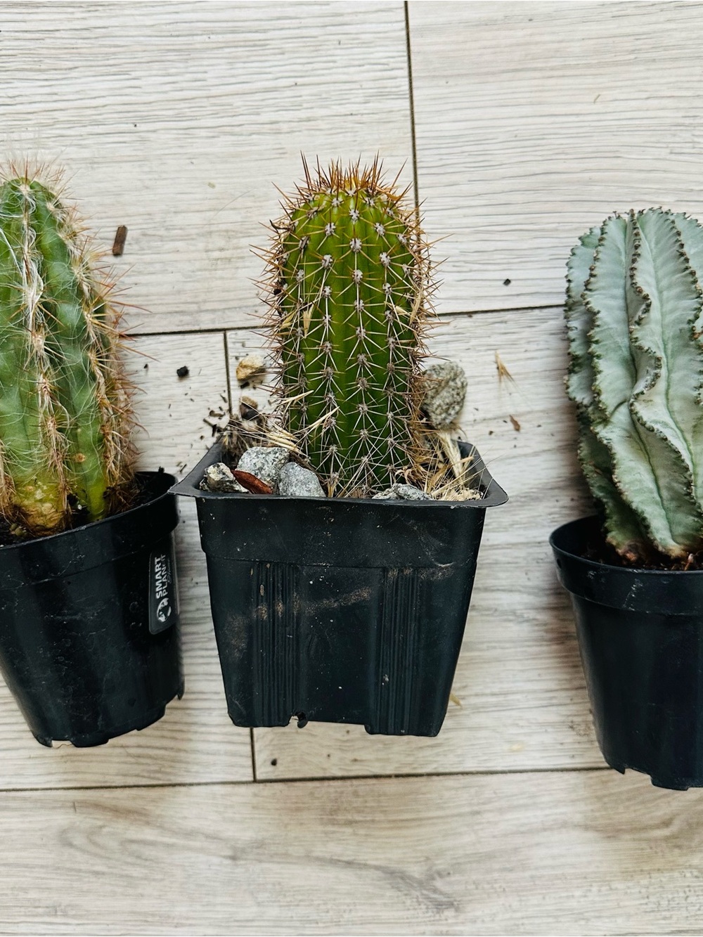 Different cacti—three different cacti; one of them has a white flower. They are
